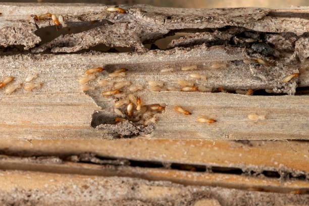 Best Flea Control Services  in Seven Points, TX